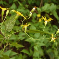 Senecio scandens Buch.-Ham. ex D.Don